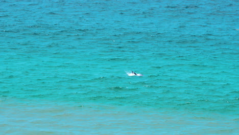 Una-Manada-De-Delfines-Está-Nadando-En-El-Océano-Costero-En-Nueva-Gales-Del-Sur,-Australia
