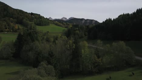 Cows-on-green-field-in-Haute-Savoie,-France