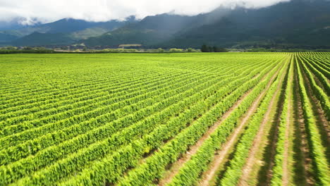 Wine-fields-on-South-Island,-Te-Waipounamu