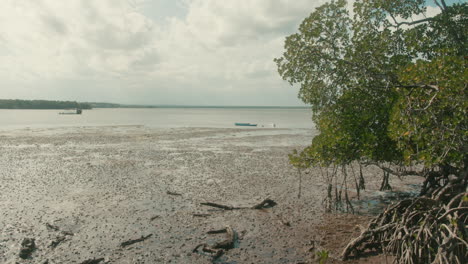 Mangrove-area,-swamp,-climate-change