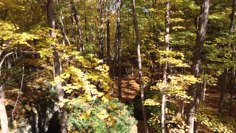 Aerial-footage-of-an-autumn-forest-with-sunlight-shining-on-the-leaves,-captured-by-flying-through-the-treetops