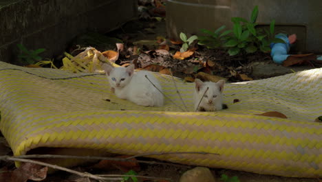 White-stray-cats-on-the-street-in-Asia