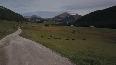 Drone-flying-over-unpaved-road-crossing-Plateau-des-Glieres-with-grazing-cows-and-mountain-in-background,-Haute-Savoie,-France