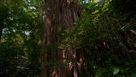 Vorhangfeigenbaum-In-Queensland,-Australien