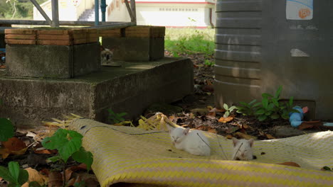 Two-white-stray-kittens-with-mother-cat-on-the-streets-in-Asia