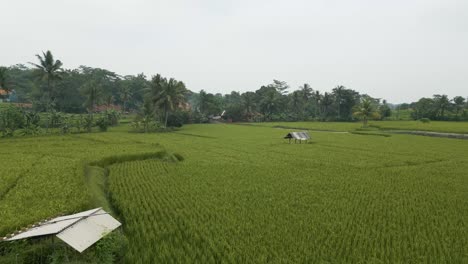 Aerial-shot-over-green-fields-in-Karawang,-Indonesia