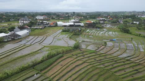 Aerial-shot-over-rice-paddies-in-Karawang,-Indonesia
