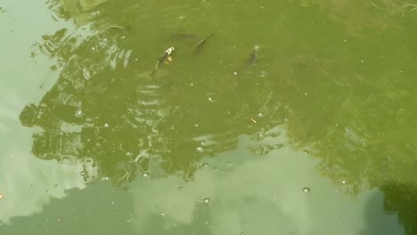 Fishes-swimming-in-murky-green-pond-water-Japanese-Garden-in-Holland-Park,-London