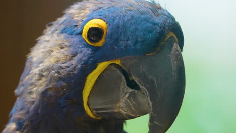 Nahaufnahme-Eines-Wunderschönen-Hyazinth-Ara-Vogels,-Eines-In-Brasilien-Heimischen-Papageis