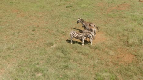 Drone-footage-of-Four-zebra-standing-close-to-each-other-in-the-wild