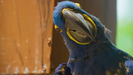 Close-up-portrait-of-an-exotic-blue-Hyacinth-Macaw-tilting-it's-head-to-the-side-and-looking-at-the-camera