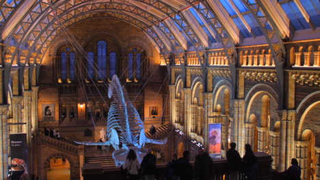 Majestic-Interior-At-The-Main-Hall-With-People-Sightseeing-At-The-Natural-History-Museum,-London,-UK