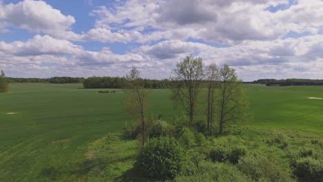 Greening-Bushy-Area-Next-to-Greening-Fields