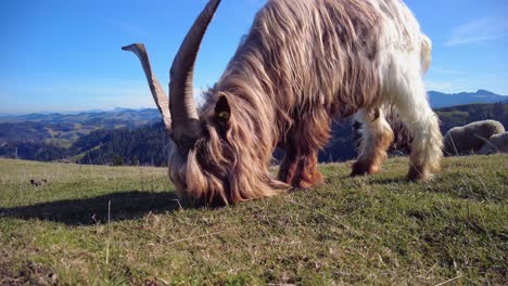 Mountain-goat-grazing-on-a-meadow-in-Switzerland