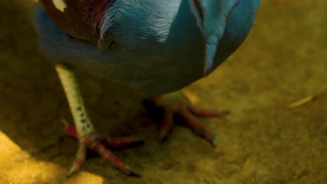 Nahaufnahme-Einer-Victoria-gekrönten-Taube