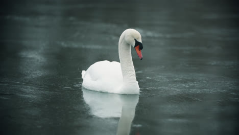 Lone-Wild-White-Swan-Swimming-in-Icy-Lake-Water