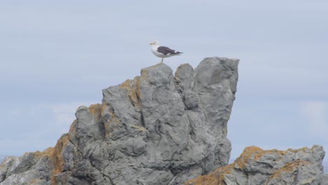 An-adult-black-backed-seagull-standing-high-on-a-rock