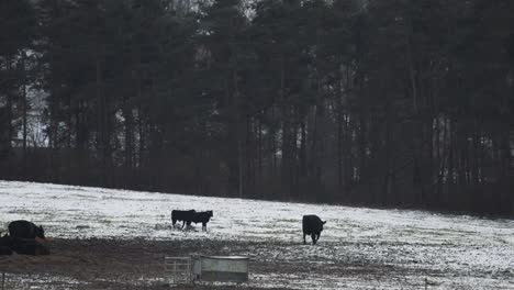 Cows-and-calves-roam-a-snow-capped-pasture-in-Czech-countryside,-peaceful-scenery