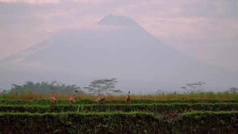 Flock-of-ducks-standing-in-rice-field-with-cloud-covered-mountain-in-background,-Indonesia