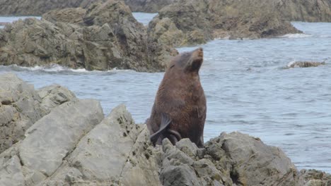 A-long-shot-of-a-Fur-Seal-scratching-itself-on-a-rock-in-the-ocean