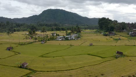 Houses-by-rice-fields-and-green-mountain-in-Indonesia,-aerial-pull-out