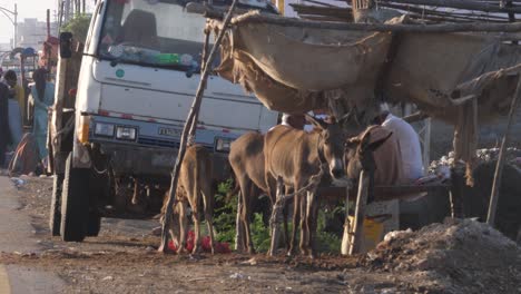Blick-Auf-Unterernährte-Esel-Maultier-Vieh-Neben-Der-Straße-Vor-Einem-Park-LKW-Im-Ländlichen-Sindh,-Pakistan