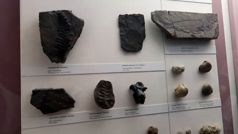 Exposición-De-Fósiles-De-Hojas-En-El-Museo-De-Historia-Natural