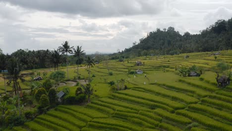 Rice-fields-on-terraces-and-green-hills-in-Indonesia,-aerial-pull-out