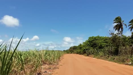 Slow-motion-shot-moving-down-a-small-dirt-road-next-to-a-sugar-cane-field-in-the-small-town-of-Canguaretama-near-Tibau-do-Sul-and-Natal-in-Rio-Grande-do-Norte,-Brazil-on-a-summer-day
