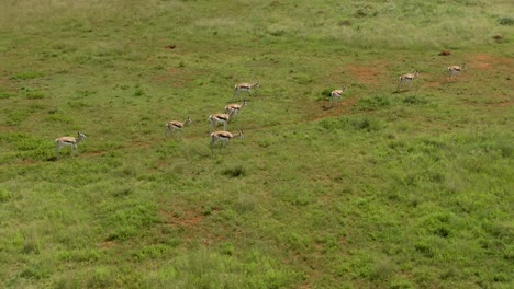 Imágenes-De-Drones-De-Una-Manada-De-Antílopes-Springbok-Caminando-En-La-Sabana-En-La-Naturaleza