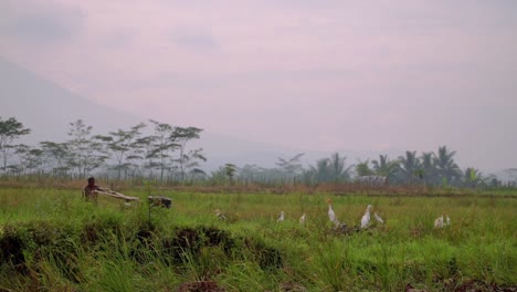 Farmer-plowing-rice-fields-with-motorized-plow-as-white-birds-fly-around,-Indonesia