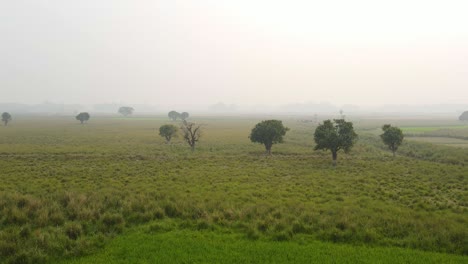 Aerial-footage-of-green,-foggy-marshland-with-trees-and-parallax-effect-creates-a-mesmerizing-view-of-nature's-beauty