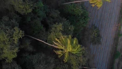 Tropical-palm-tree-in-rural-area,-aerial-top-down-vertical-view