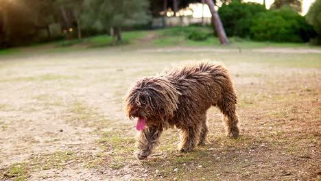 Slow-motion-shot-of-a-water-dog-walking-and-panting-with-its-tongue-out