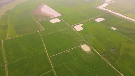 Aerial-view-flying-across-lush-green-rice-paddy-fields-in-rural-agricultural-India