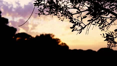 Silhouettenaufnahme-Eines-Baumes-Und-Blätter-Mit-Einem-Lebendigen-Sonnenuntergang-Dahinter