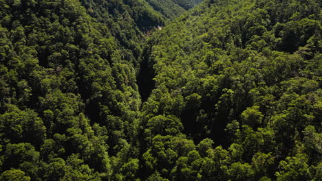 Beauty-of-New-Zealand-forest-valley-with-streaming-river,-aerial-view