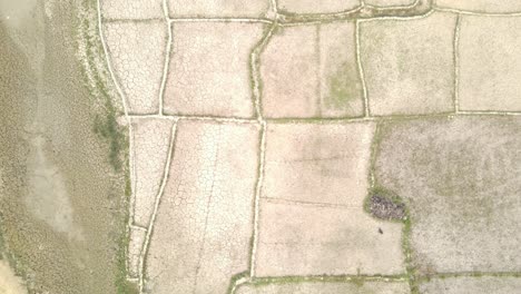 Aerial-view-flying-over-lush-dense-green-agricultural-paddy-field-moving-across-to-dry-cracked-drought-patchwork-ground