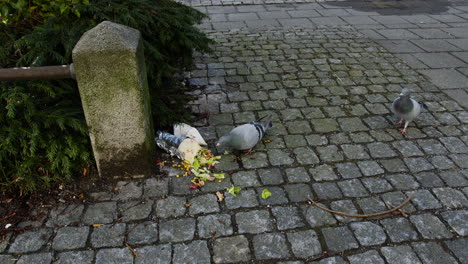 Static-shot-of-pigeons-eating-a-leftover-kebab-off-the-street