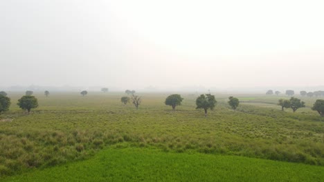 Luftaufnahme,-Die-über-Nebliges,-üppig-Grünes-Indisches-Reisfeld-Und-Landwirtschaftliches-Marschland-Fliegt