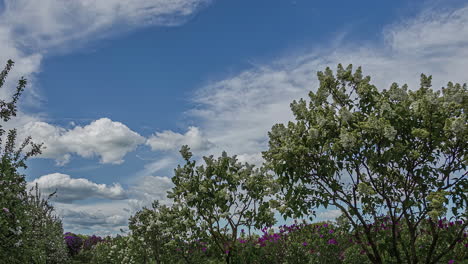 Un-Hermoso-Lapso-De-Tiempo-Del-Cielo-Con-Nubes-En-Movimiento-Sobre-Los-árboles