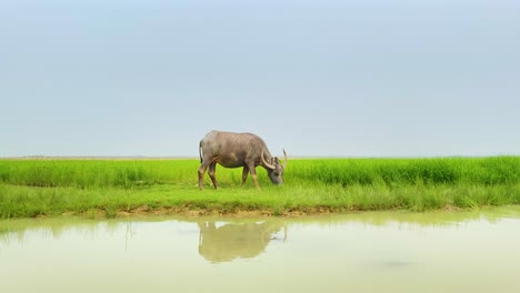 Solo-Búfalo-Pastando-En-La-Vibrante-Pradera-De-Bangladesh-Con-Reflejo-De-Agua