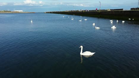 Serene-panning-of-swans-swimming-gracefully-with-Nimmo's-pier-in-the-background-on-a-sunny-day-in-Claddagh,-Galway,-Ireland