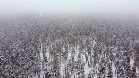 Nadelwald-Bedeckt-Mit-Schnee,-Eingehüllt-In-Nebel-Im-Winter