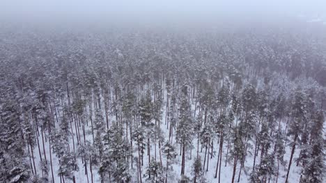 Místico-País-De-Las-Maravillas-Invernal:-La-Vista-De-Un-Dron-De-Un-Bosque-Neblinoso