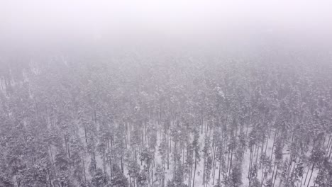 Mysterious-fog-covering-lush-coniferous-forest-from-above,-winter-scenery