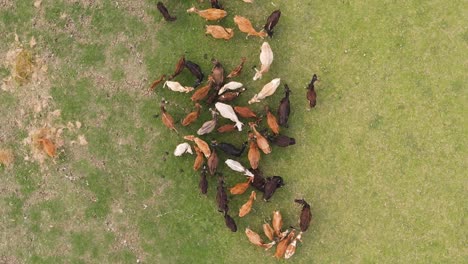 Aerial-Birdseye-view-above-cattle-herd-grazing-on-green-agricultural-Indian-farmland