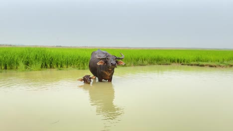 Asiatischer-Wasserbüffel-Mit-Kalb-Steht-Im-Tiefen-Wasser-Mit-Baby,-Handheld-Ansicht