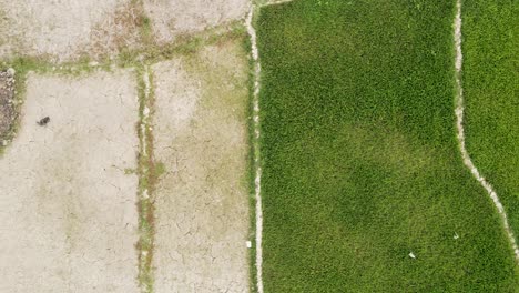 Aerial-view-looking-down-over-lush-dense-green-agricultural-pasture-moving-across-to-dry-cracked-drought-patchwork-ground