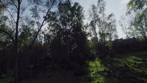 Left-to-right-pan-moving-in-between-the-forest-and-revealing-the-forest-in-the-background